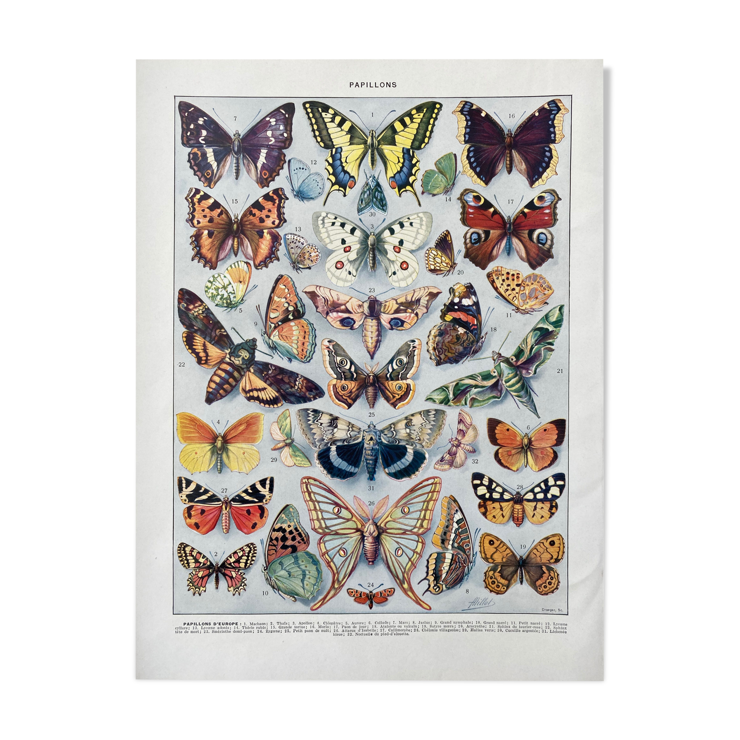 Old illustration Millot "butterflies"
