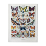 Old illustration Millot "butterflies"