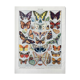 Illustration ancienne Millot "papillons"