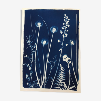 Cyanotype botanique