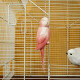 Decorative bird cage & its 3 piafs