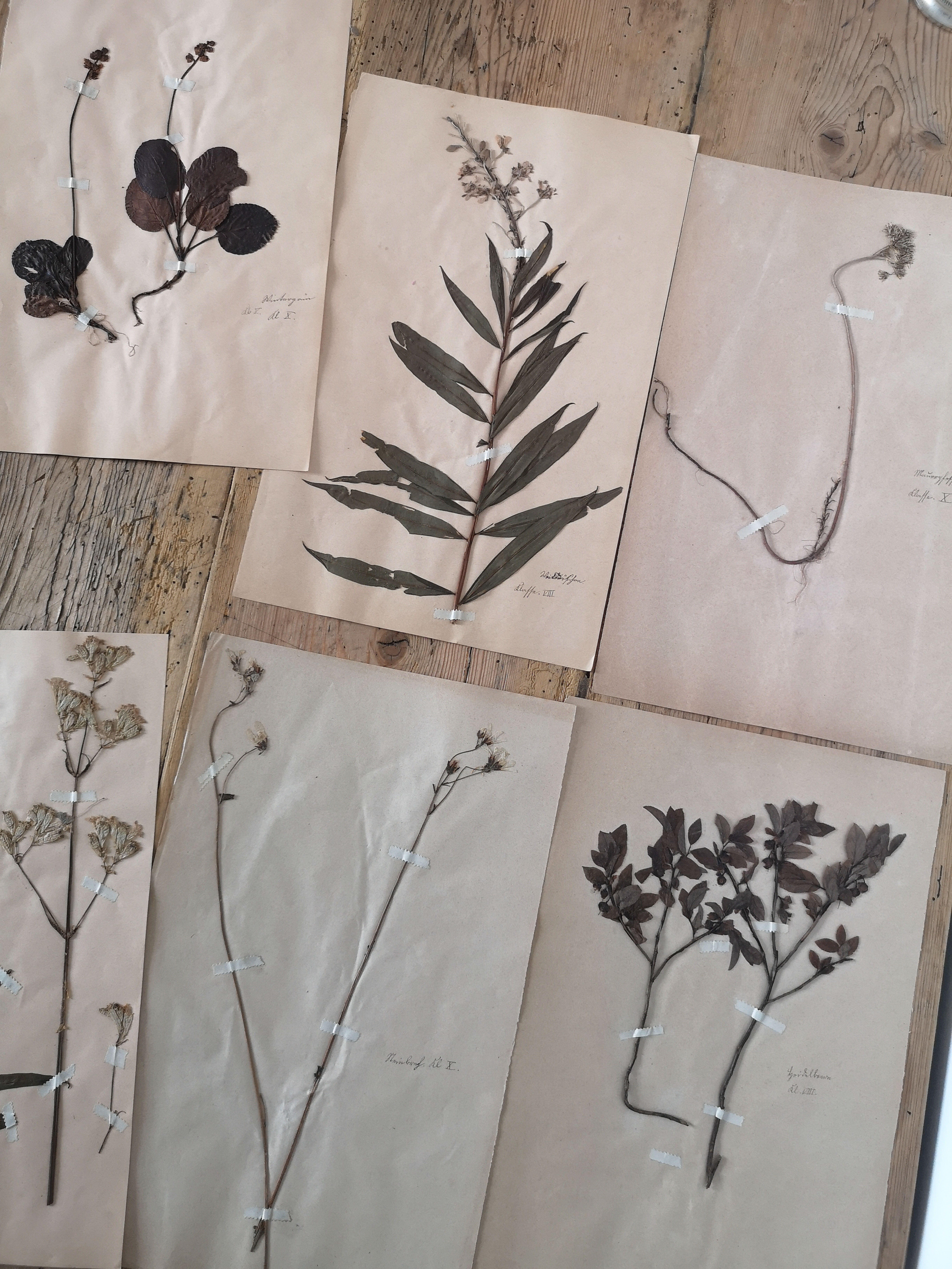 Ancient herbarium boards