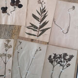 Ancient herbarium boards