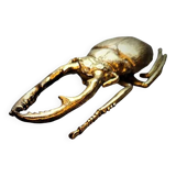 Bronze beetle