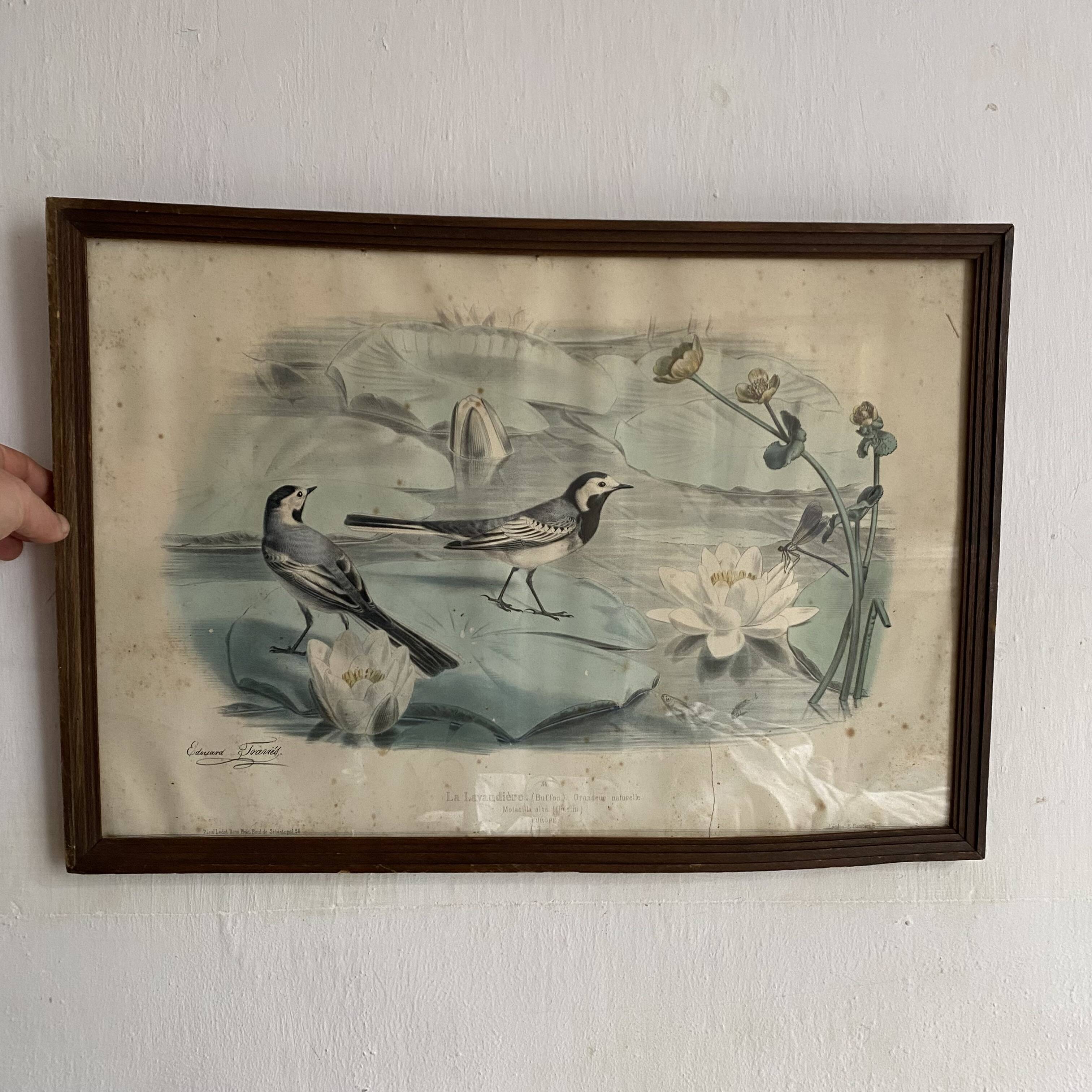 Large framed antique zoological engraving "The Washerwoman"