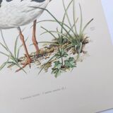 Planche vintage oiseaux année soixante - Vanneau Huppé - Illustration zoologie et ornithologique