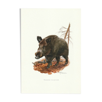 Vintage school impression of a wild boar