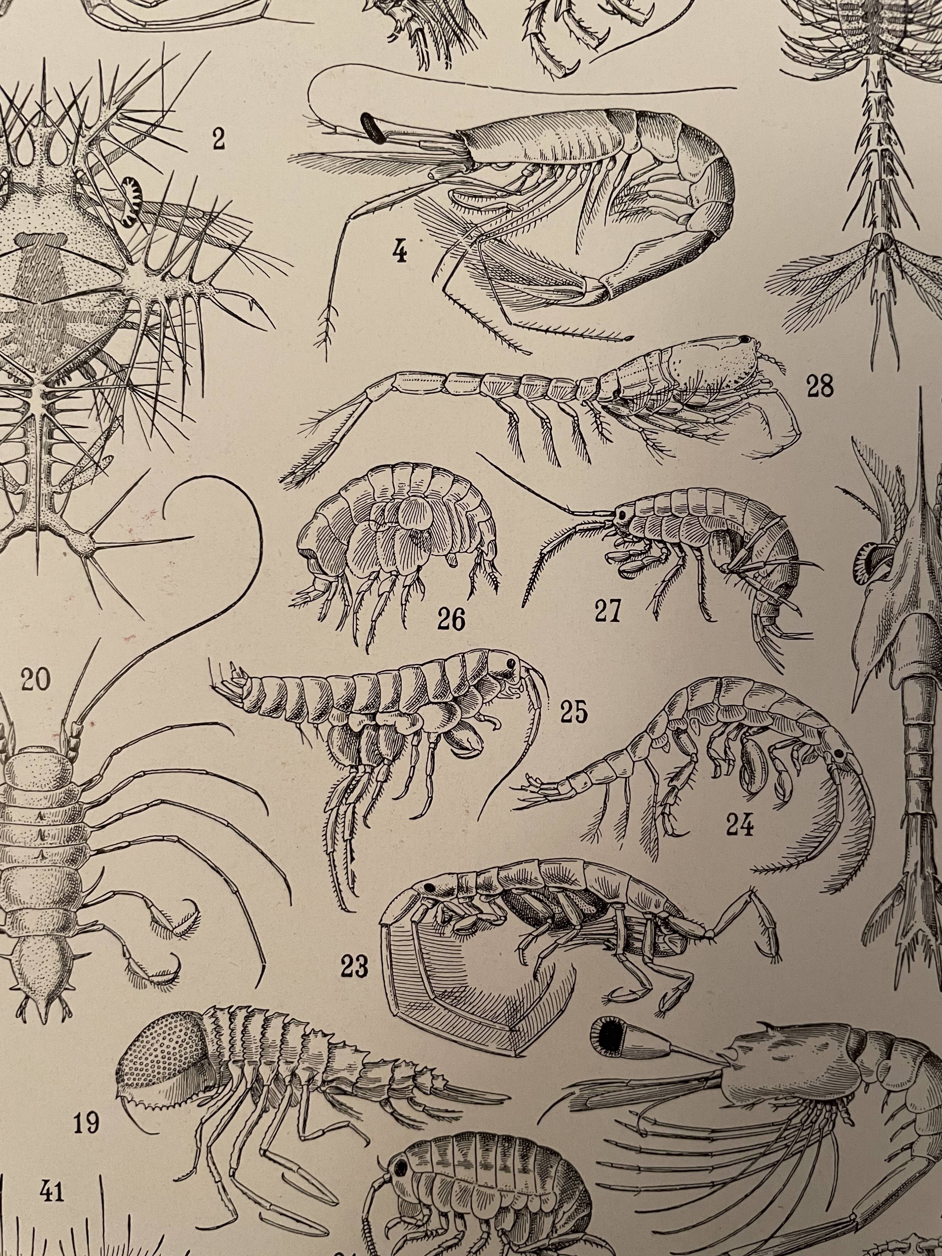 Lithograph engraving crustaceans from 1928