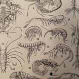 Lithograph engraving crustaceans from 1928