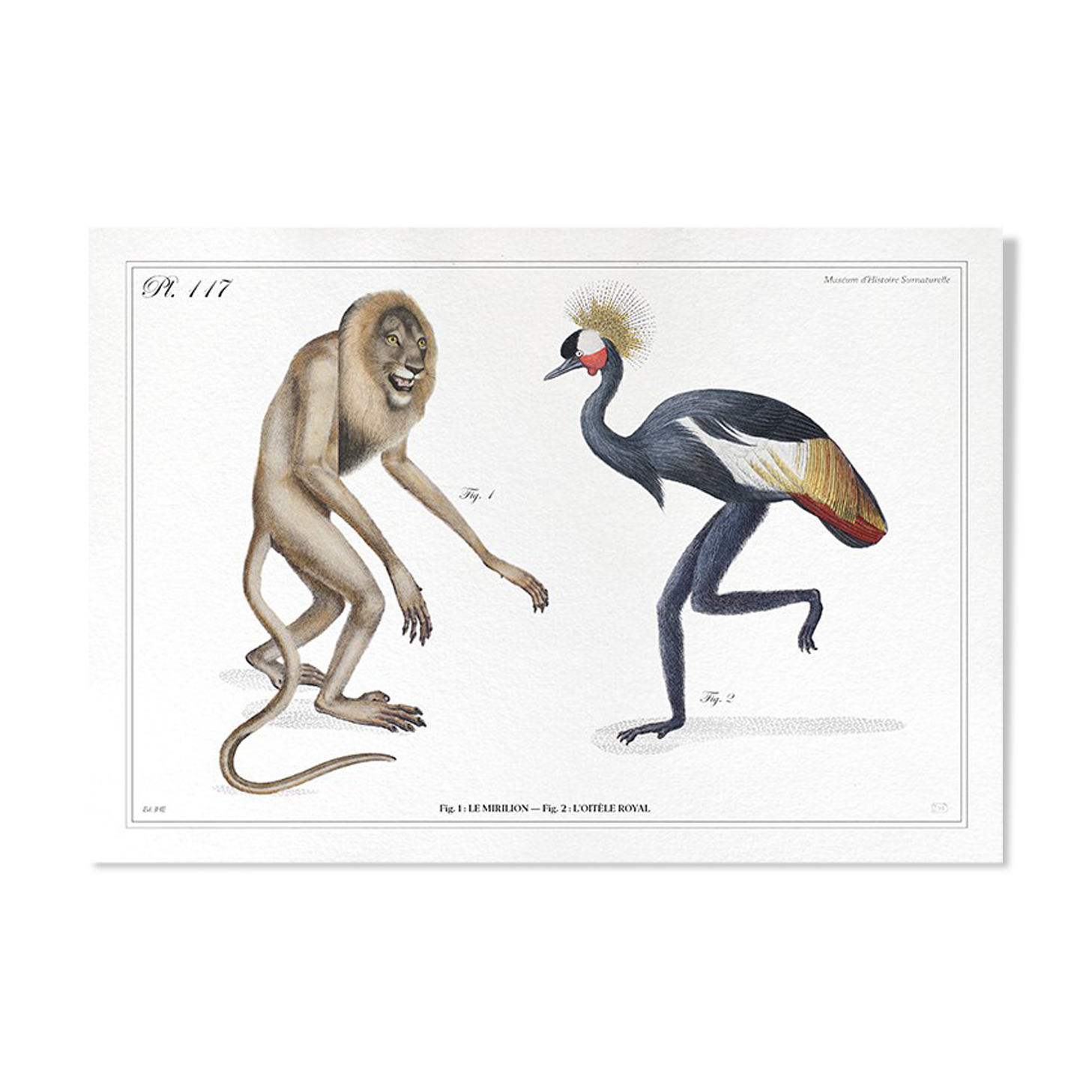 Set of 2 chimeras lithograph animal engraving