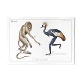 Set of 2 chimeras lithograph animal engraving