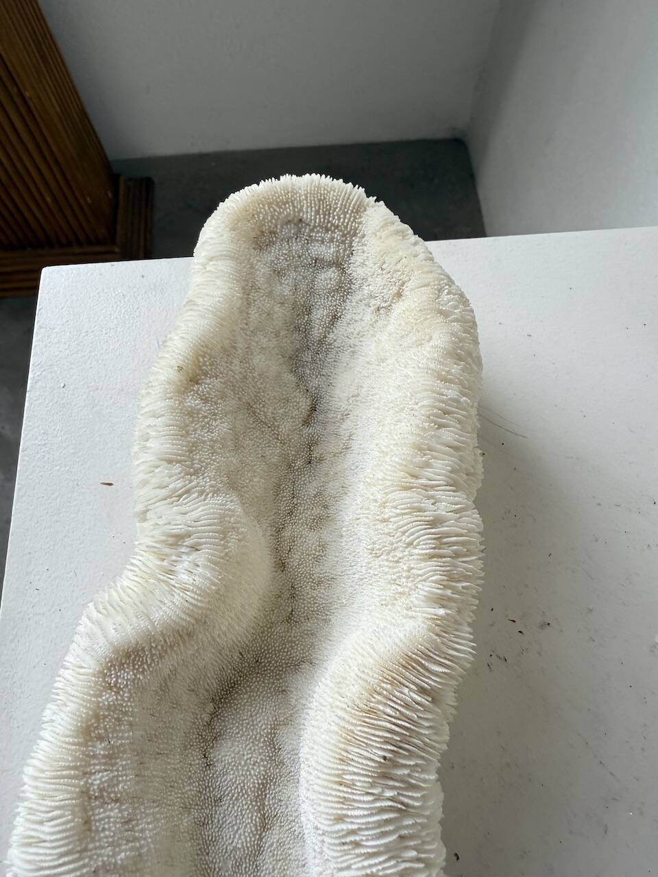 Pair of Fungia "shark cushion" corals