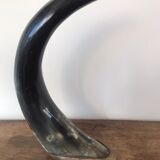 Polished beef horn on brass base