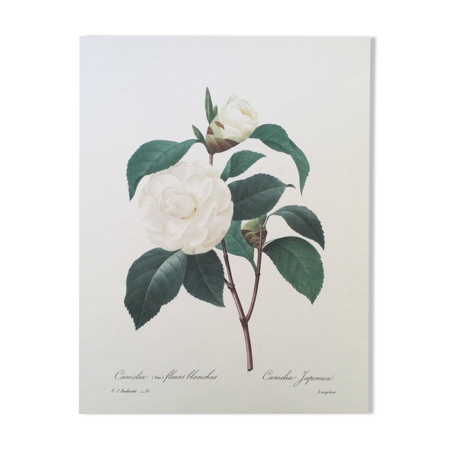 Vintage print Camellia flower white leaves 1960s