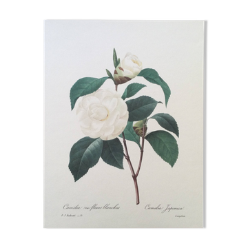 Vintage print Camellia flower white leaves 1960s