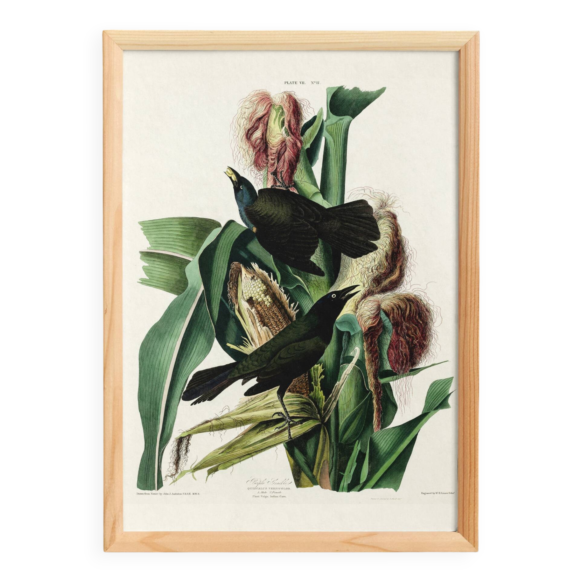 Poster about the Bronze Grackle, after an old engraving from 1827.