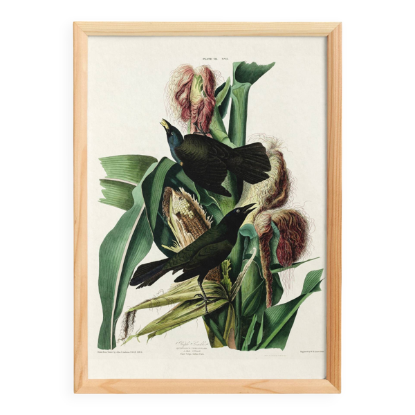 Affiche sur le Quiscale bronzé, d’après une gravure ancienne de 1827.