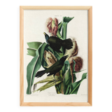 Poster about the Bronze Grackle, after an old engraving from 1827.