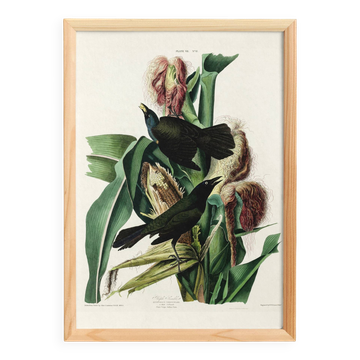 Affiche sur le Quiscale bronzé, d’après une gravure ancienne de 1827.