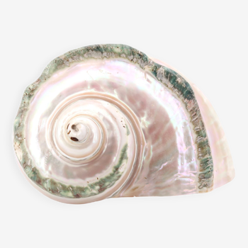 Coquillage spirale Turbo Marmoratus, années 60