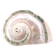 Turbo Marmoratus spiral shell, 60s