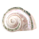Coquillage spirale Turbo Marmoratus, années 60
