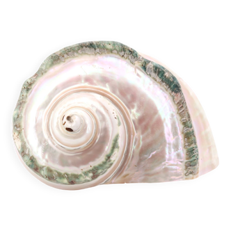Coquillage spirale Turbo Marmoratus, années 60