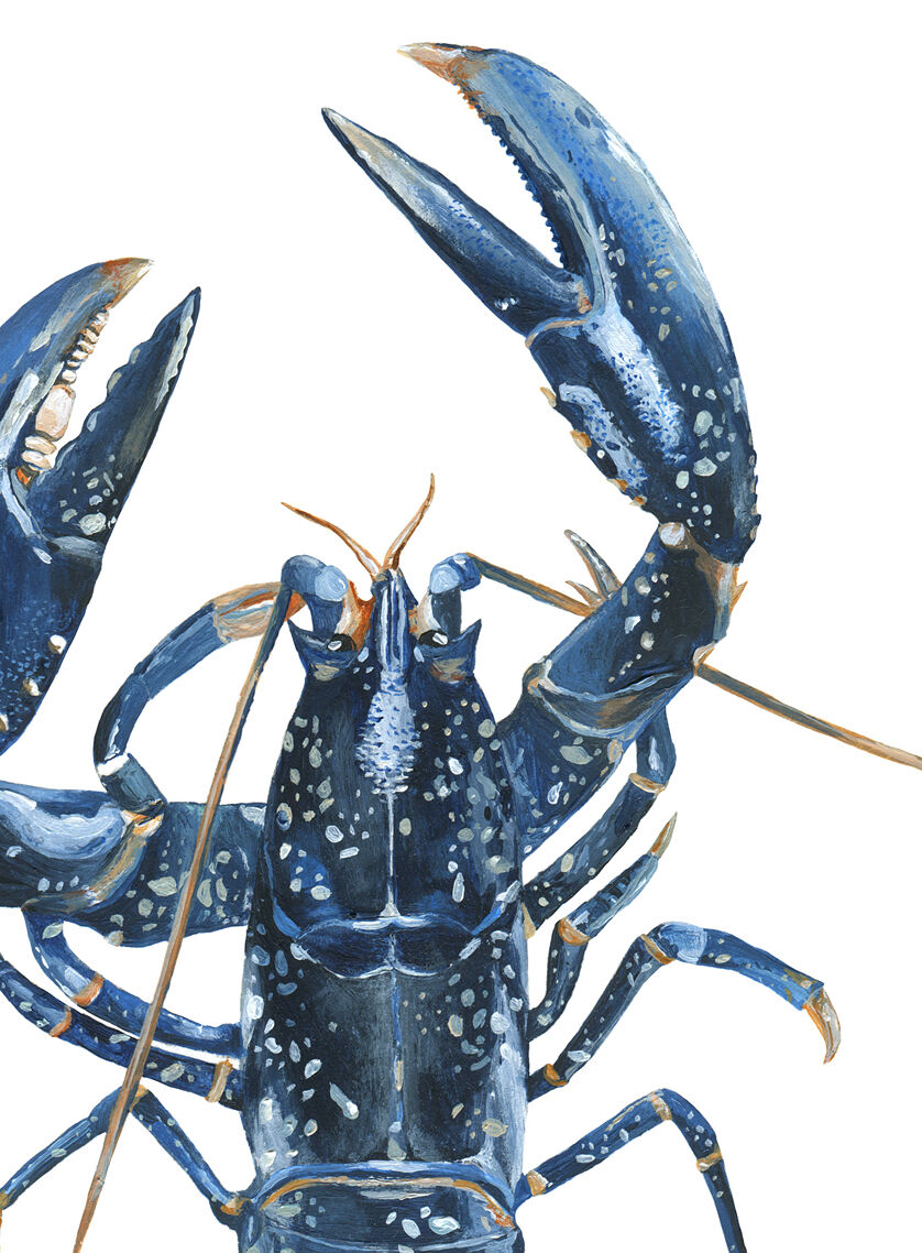 Lucie le homard bleu, tirage d'art 20/30cm