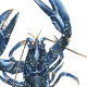 Lucie le homard bleu, tirage d'art 20/30cm
