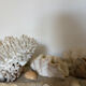 Marine composition