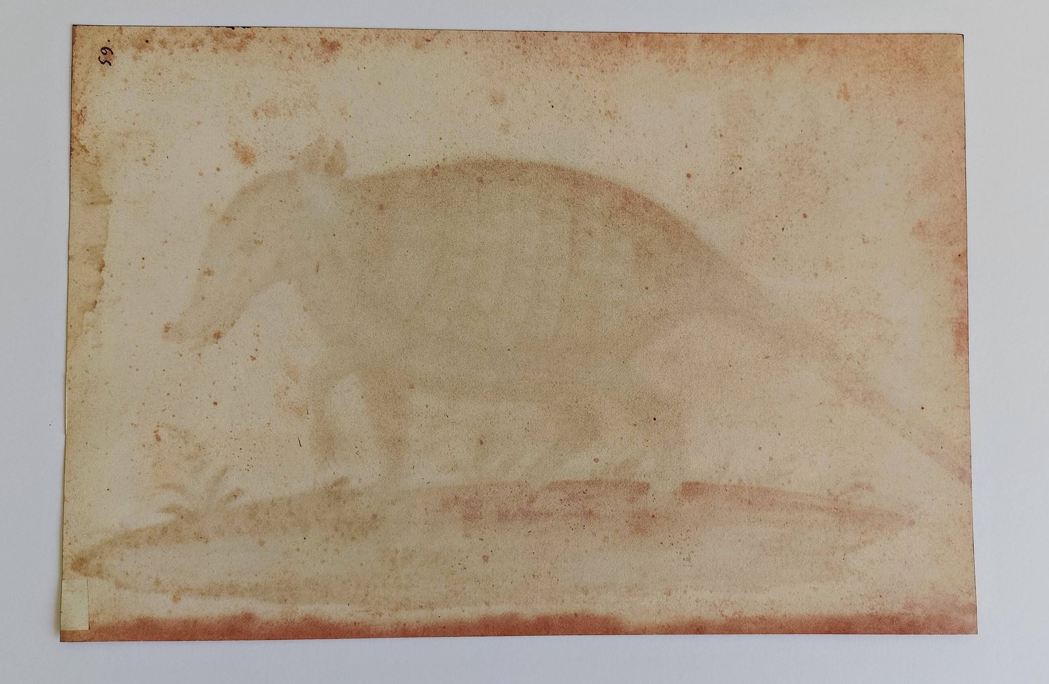 Paire de reproductions du Codex Pomar d'Histoire Naturelle, Valence, 1990