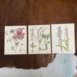 Set of 3 antique plant engravings