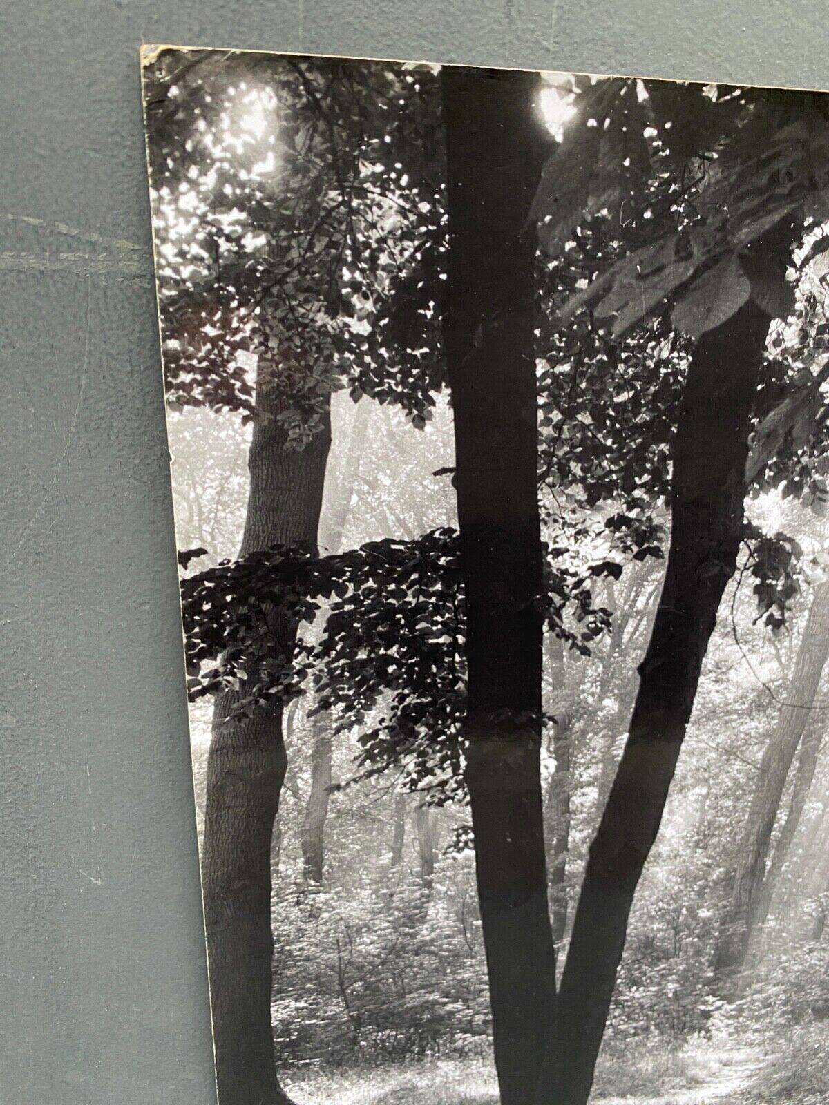 Silver gelatin photograph by Bernard Darot, backlit in the Bois de Boulogne, SNMF