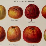 Lithographie sur les pommes à cidre de 1921
