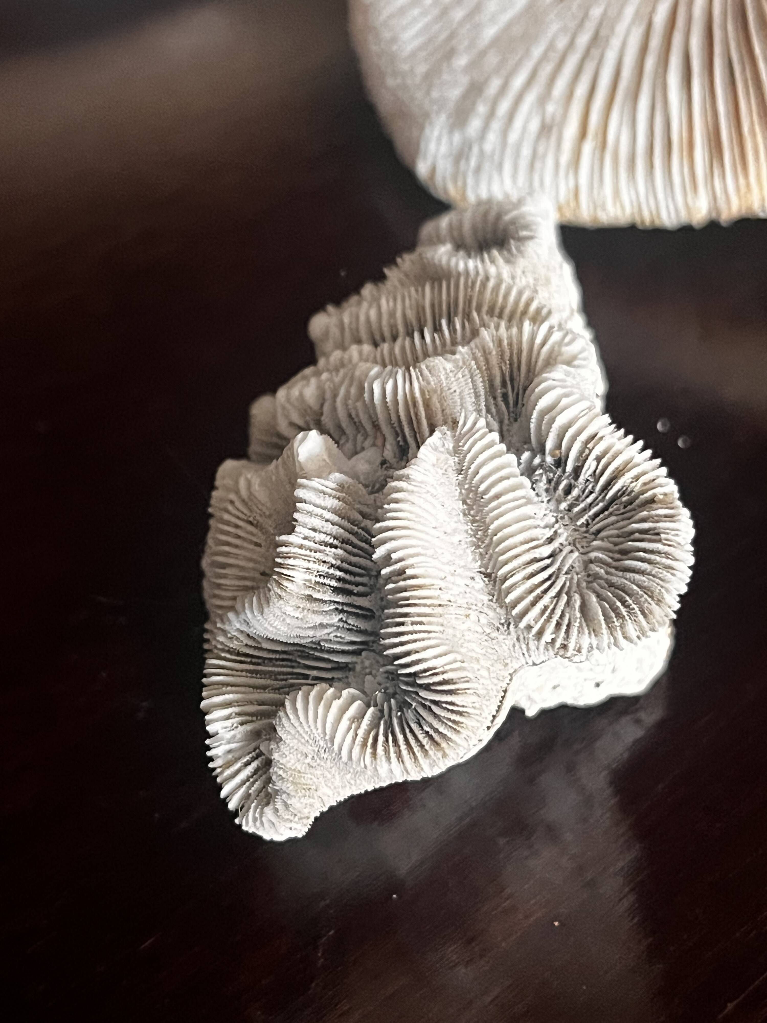 Corail ancien