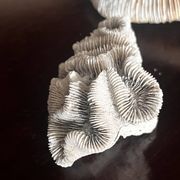 Corail ancien