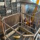 Old bird cage