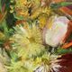 Table bouquet of flowers oil on cardboard