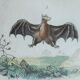 Original ornithological plate "Bat - Long-eared bat - &c..." Buffon 1836