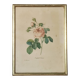 Illustration florale