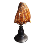 Cabinet of Curiosities shell melongena melongena on a base