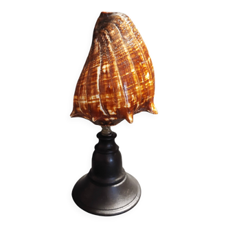 Cabinet of Curiosities shell melongena melongena on a base