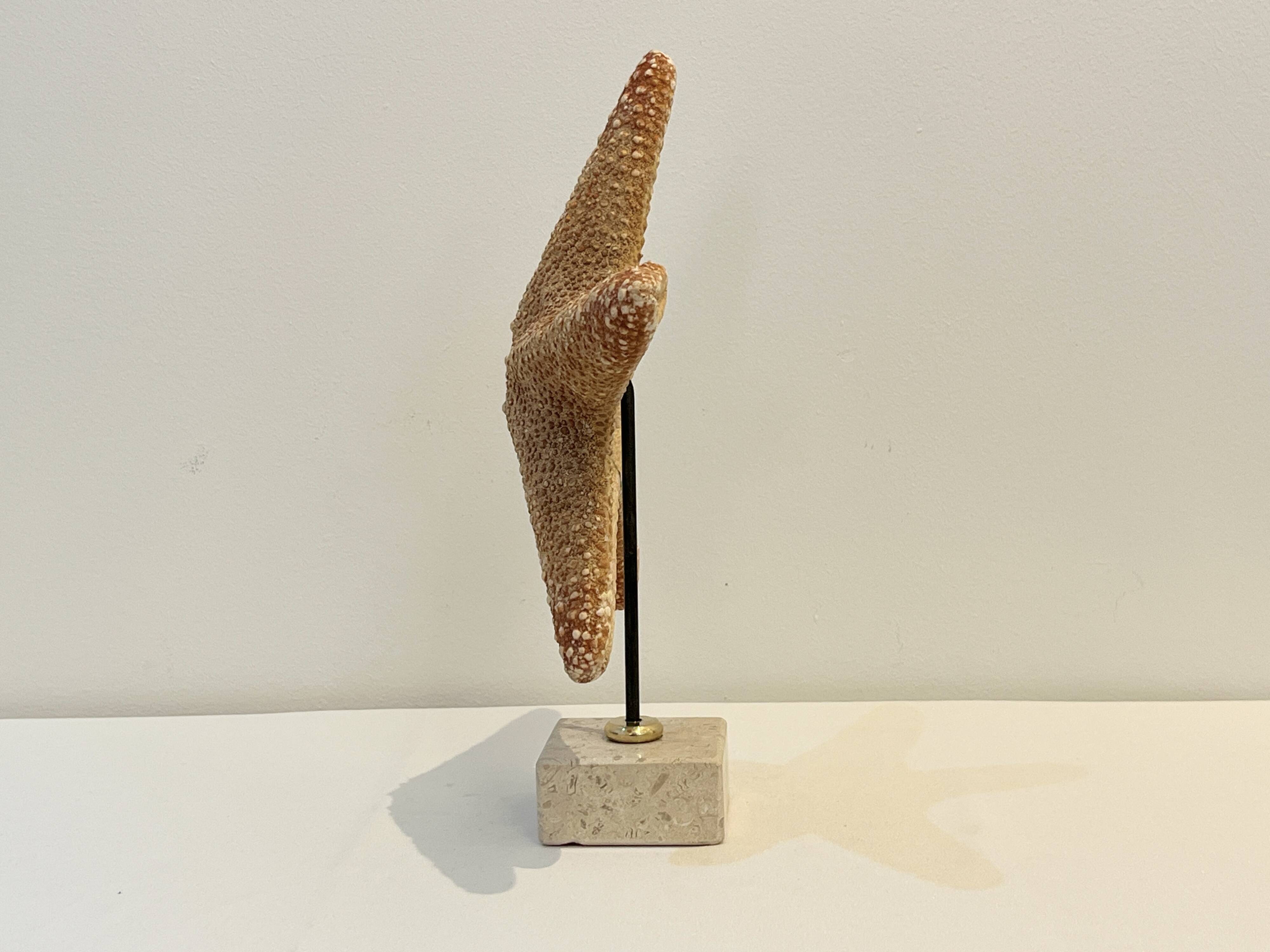 XXL Vintage Natural Starfish on Marble Base Cabinet of Curiosities