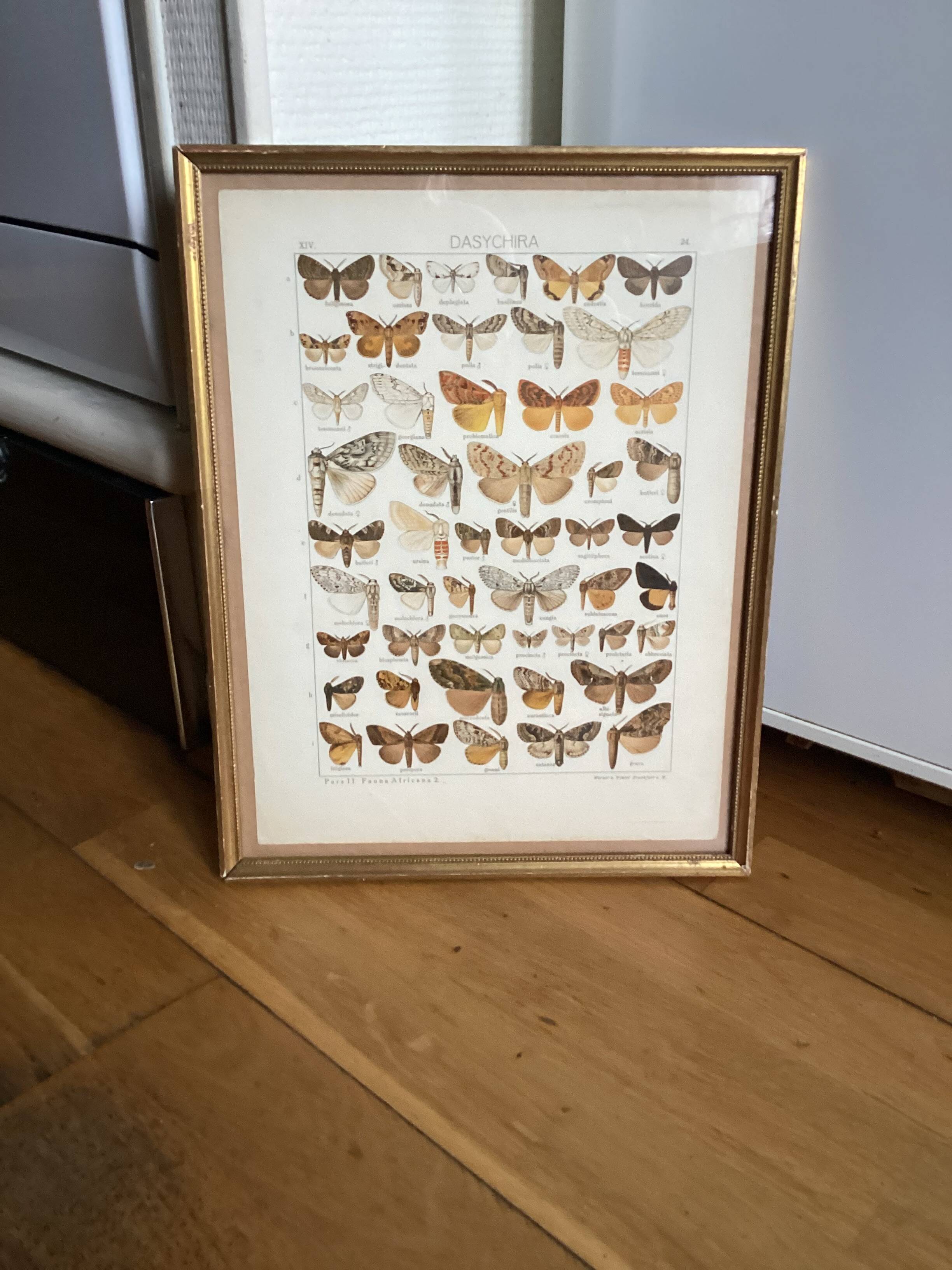 Antique color lithograph of butterflies; dimensions: height - 36.5 cm