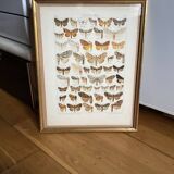 Antique color lithograph of butterflies; dimensions: height - 36.5 cm