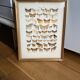 Antique color lithograph of butterflies; dimensions: height - 36.5 cm