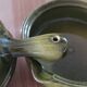 4 small pans, glazed earthenware casseroles