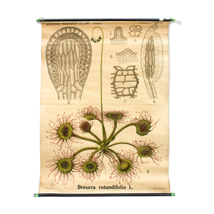 Affiche pédagogique drosera rotundifolia,