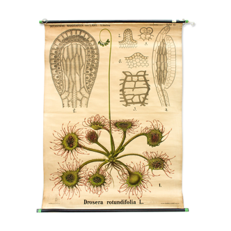 Affiche pédagogique  drosera rotundifolia, 1874