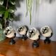 Pair of Hoffmeister cream and black spotlights 1960/1970